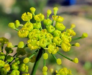 Фенхель (foeniculum vulgare)