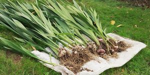 Гладиолусы: когда выкапывать и как хранить луковицы зимой правильно