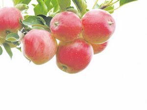 Яблоки – польза, хранение, способы приготовления