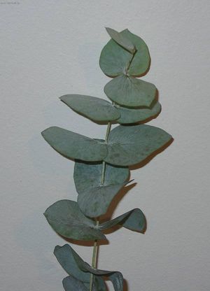 Эвкалипт (eucalyptus globulus)