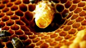 Как принимать пчелиное маточное молочко?