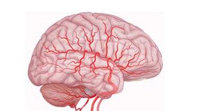 Как укрепить сосуды головного мозга?
