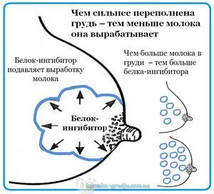 Как увеличить лактацию