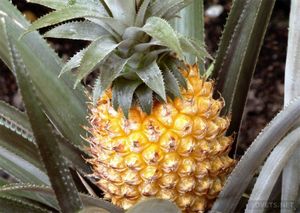 Как вырастить дома ананас – пошаговое руководство с фото