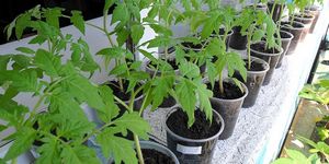 Как вырастить рассаду помидоров в домашних условиях из семян, как ухаживать и пикировать, видео