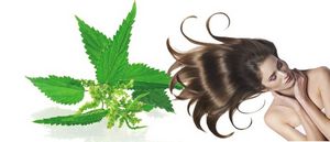 Крапива для волос: полезные свойства, рецепты масок, отвара и настойки (отзывы, фото и видео)