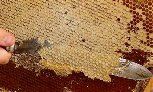 Пчелиный забрус - что это такое?