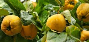 Полезные свойства айвы, рецепты из семян и плодов фрукта для лечения разных заболеваний