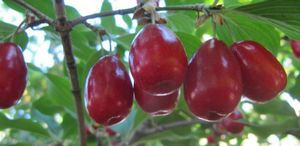 Полезные свойства и противопоказания кизила, применение ягод