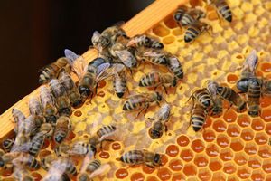 Польза от продукции пчеловодства