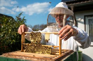 Продукты пчеловодства: лучшее от природы