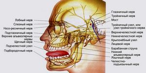 Тройничный нерв лица: симптомы и лечение воспаления в домашних условиях